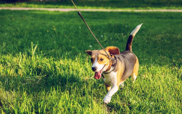 Dog Walking Helps Keep Your Dog Sane